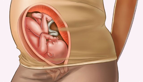 Baby Positions In Womb: Detailed Insight Into The Best Birthing Positions